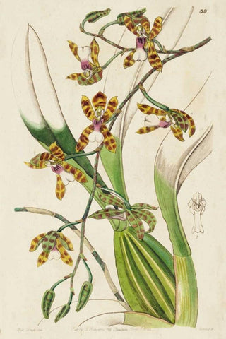 Spring Orchid II Black Ornate Wood Framed Art Print with Double Matting by Ridgeway