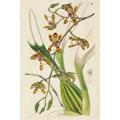 Spring Orchid II Black Modern Wood Framed Art Print by Ridgeway