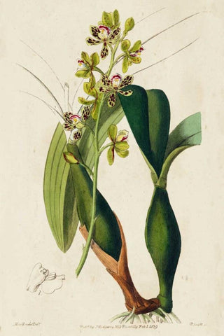 Spring Orchid III Black Ornate Wood Framed Art Print with Double Matting by Ridgeway