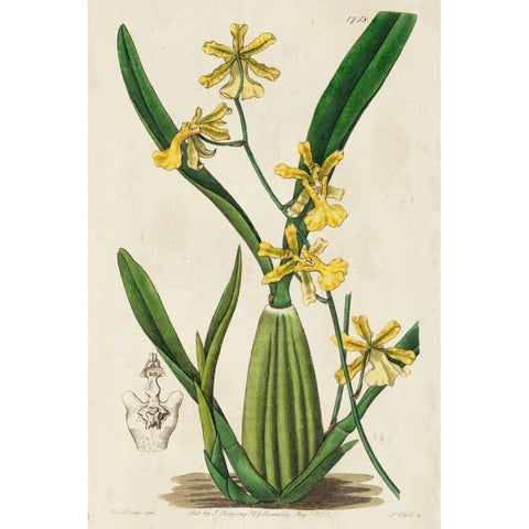 Spring Orchid IV Black Modern Wood Framed Art Print with Double Matting by Ridgeway