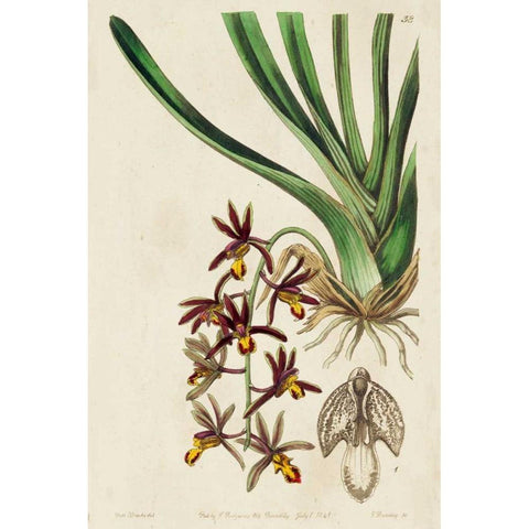 Spring Orchid V Black Modern Wood Framed Art Print by Ridgeway