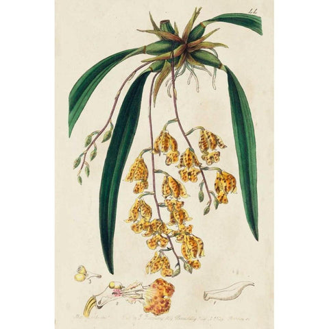 Spring Orchid VI White Modern Wood Framed Art Print by Ridgeway