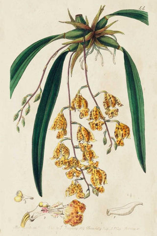 Spring Orchid VI Black Ornate Wood Framed Art Print with Double Matting by Ridgeway