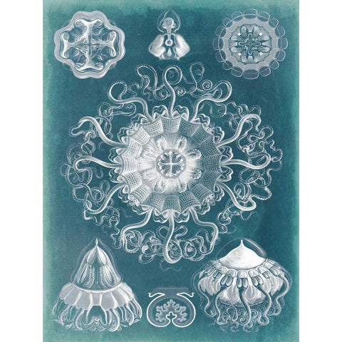 Sealife Blueprint II White Modern Wood Framed Art Print by Vision Studio