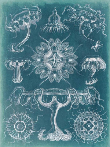 Sealife Blueprint III Black Ornate Wood Framed Art Print with Double Matting by Vision Studio