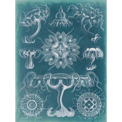 Sealife Blueprint III Black Modern Wood Framed Art Print with Double Matting by Vision Studio