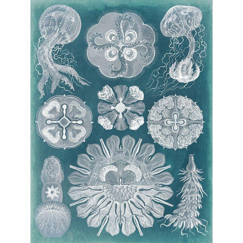 Sealife Blueprint IV White Modern Wood Framed Art Print by Vision Studio