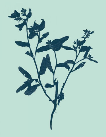 Indigo and Mint Botanical Study VII Black Ornate Wood Framed Art Print with Double Matting by Vision Studio