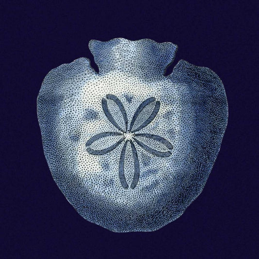 Image Only