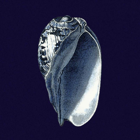 Image Only
