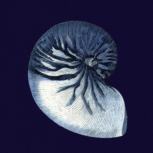 Image Only
