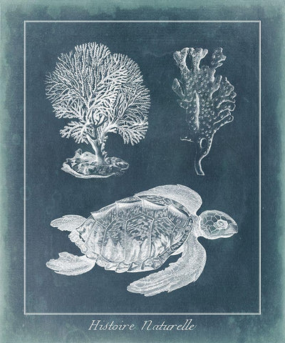 Azure Sea Turtle Study I Black Ornate Wood Framed Art Print with Double Matting by Vision Studio