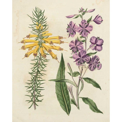 Garden Pairings I White Modern Wood Framed Art Print by Edwards, Sydenham