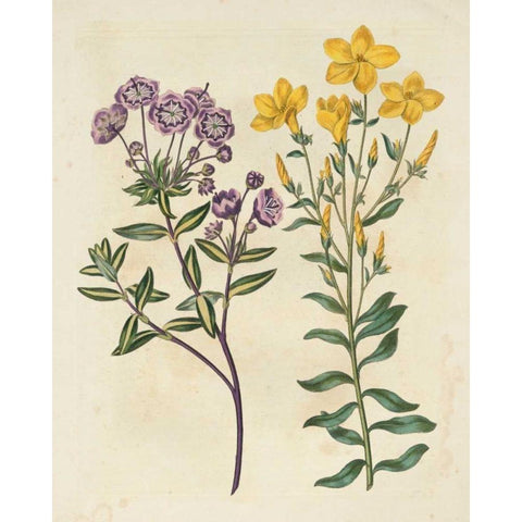 Garden Pairings II Gold Ornate Wood Framed Art Print with Double Matting by Edwards, Sydenham