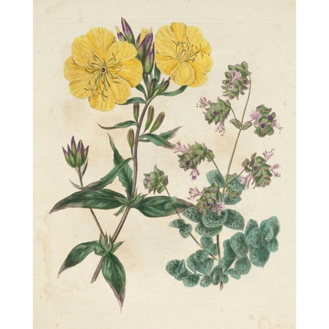 Garden Pairings III Black Modern Wood Framed Art Print by Edwards, Sydenham