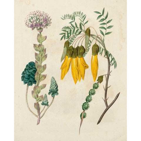 Garden Pairings IV Gold Ornate Wood Framed Art Print with Double Matting by Edwards, Sydenham