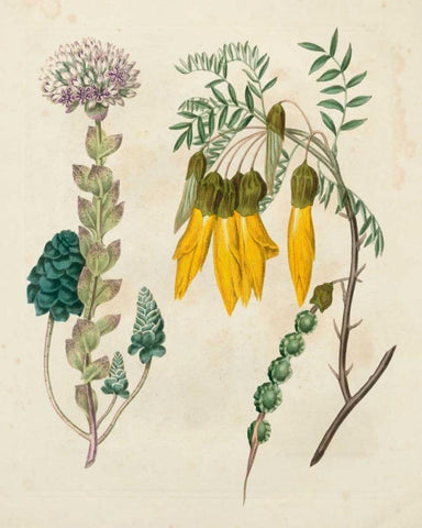 Garden Pairings IV Black Ornate Wood Framed Art Print with Double Matting by Edwards, Sydenham