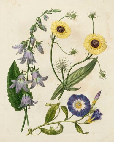 Garden Pairings V Black Ornate Wood Framed Art Print with Double Matting by Edwards, Sydenham