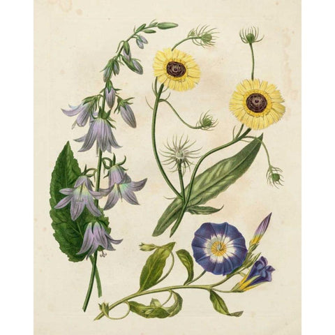 Garden Pairings V Black Modern Wood Framed Art Print by Edwards, Sydenham