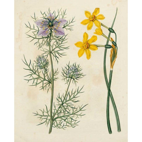 Garden Pairings VI Gold Ornate Wood Framed Art Print with Double Matting by Edwards, Sydenham