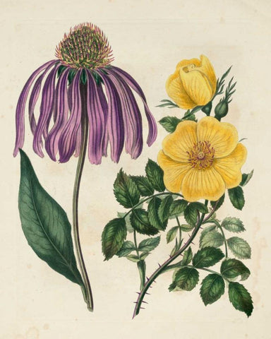 Garden Pairings VII White Modern Wood Framed Art Print with Double Matting by Edwards, Sydenham