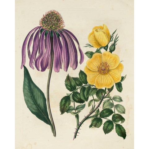 Garden Pairings VII Black Modern Wood Framed Art Print by Edwards, Sydenham