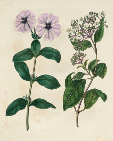 Garden Pairings VIII White Modern Wood Framed Art Print with Double Matting by Edwards, Sydenham