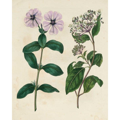 Garden Pairings VIII Gold Ornate Wood Framed Art Print with Double Matting by Edwards, Sydenham