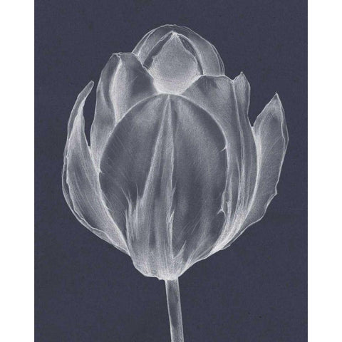 Monochrome Tulip I Gold Ornate Wood Framed Art Print with Double Matting by Goldberger, Jennifer