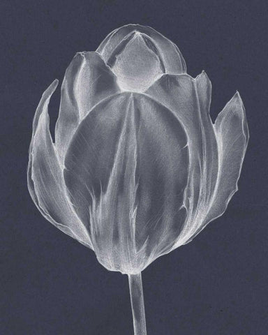 Monochrome Tulip I White Modern Wood Framed Art Print with Double Matting by Goldberger, Jennifer