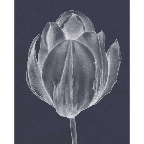 Monochrome Tulip I Black Modern Wood Framed Art Print with Double Matting by Goldberger, Jennifer