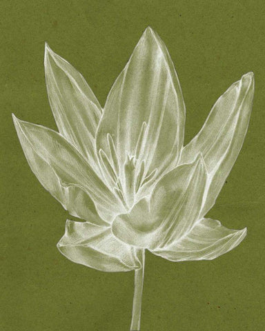 Monochrome Tulip VI Black Ornate Wood Framed Art Print with Double Matting by Goldberger, Jennifer