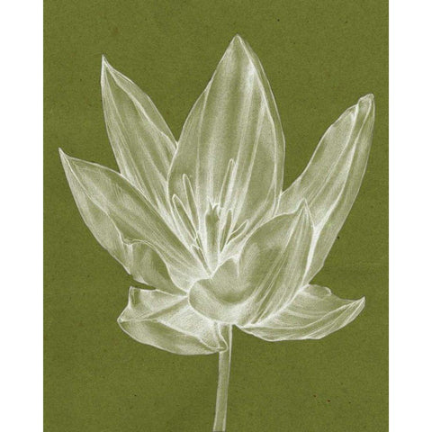 Monochrome Tulip VI Black Modern Wood Framed Art Print with Double Matting by Goldberger, Jennifer