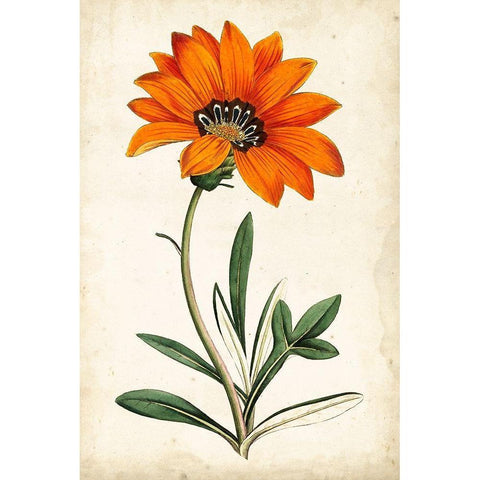 Tangerine Floral I Black Modern Wood Framed Art Print with Double Matting by Curtis