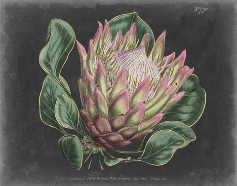 Dramatic Protea I White Modern Wood Framed Art Print with Double Matting by Curtis