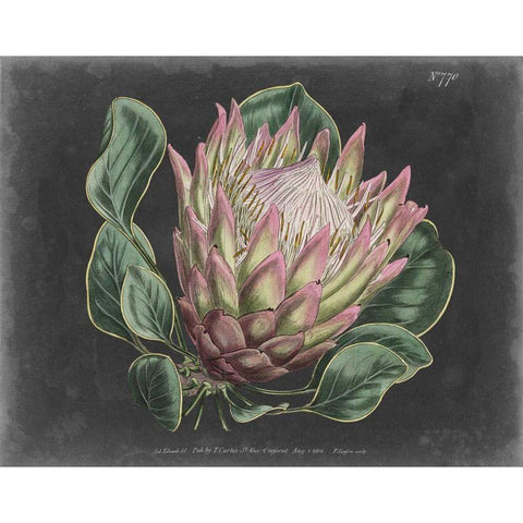 Dramatic Protea I Black Modern Wood Framed Art Print with Double Matting by Curtis