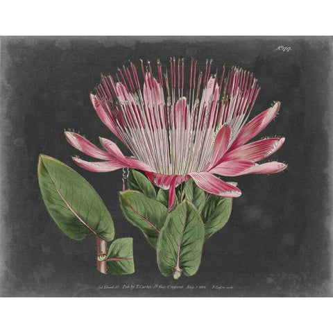 Dramatic Protea II Black Modern Wood Framed Art Print with Double Matting by Curtis