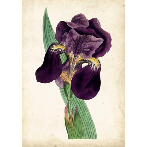 Curtis Iris I Gold Ornate Wood Framed Art Print with Double Matting by Curtis