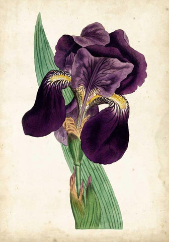 Curtis Iris I Black Ornate Wood Framed Art Print with Double Matting by Curtis