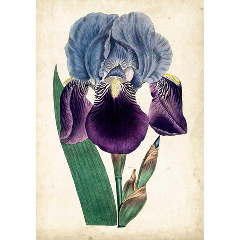 Curtis Iris III Black Modern Wood Framed Art Print with Double Matting by Curtis