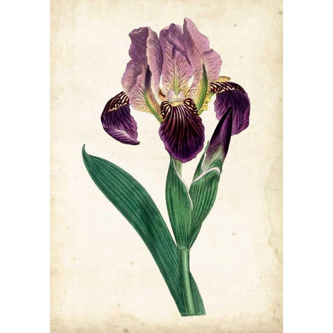 Curtis Iris IV Black Modern Wood Framed Art Print by Curtis