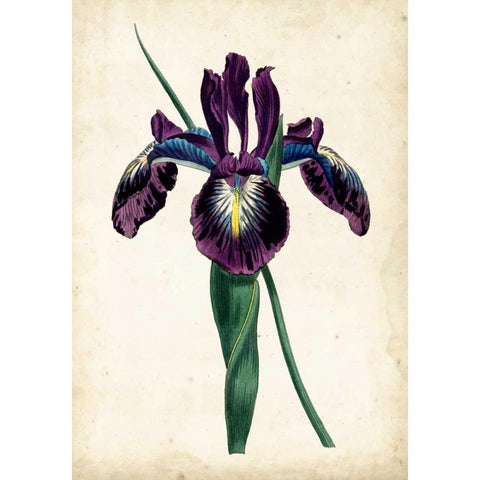 Curtis Iris V Gold Ornate Wood Framed Art Print with Double Matting by Curtis