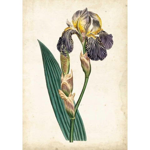 Curtis Iris VI Gold Ornate Wood Framed Art Print with Double Matting by Curtis