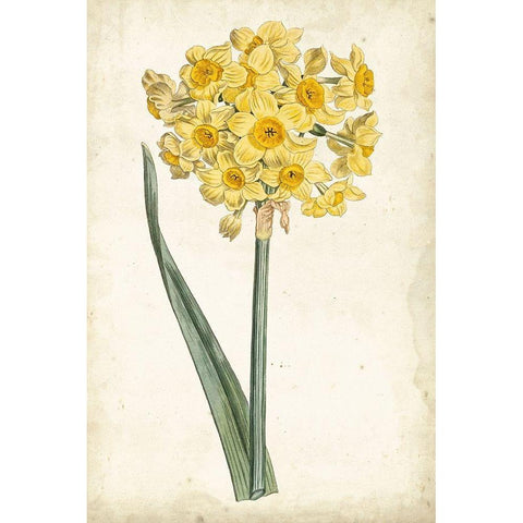 Curtis Narcissus I Gold Ornate Wood Framed Art Print with Double Matting by Curtis