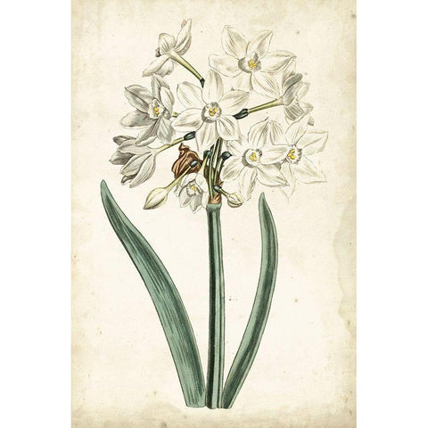 Curtis Narcissus II White Modern Wood Framed Art Print by Curtis