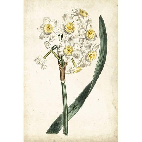 Curtis Narcissus IV White Modern Wood Framed Art Print by Curtis