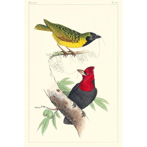 Lemaire Birds II Gold Ornate Wood Framed Art Print with Double Matting by Lemaire, C.L.