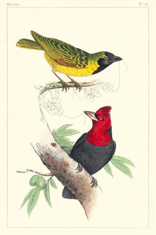 Lemaire Birds II White Modern Wood Framed Art Print with Double Matting by Lemaire, C.L.