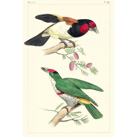 Lemaire Birds III Gold Ornate Wood Framed Art Print with Double Matting by Lemaire, C.L.