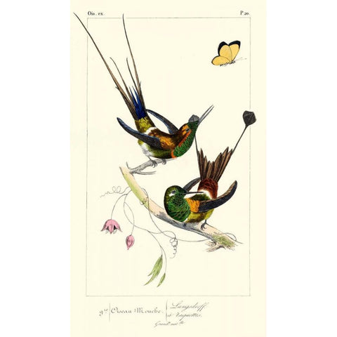 Lemaire Hummingbirds IV White Modern Wood Framed Art Print by Lemaire, C.L.